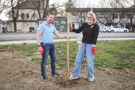 Obcina_hoce_slivnica_sajenje_lip marec2026_foto_pigac_si (37)